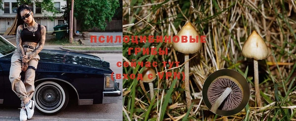 прущие грибы Иннополис