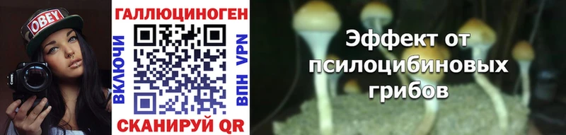 Купить где  Ветлуга  Галлюциногенные грибы прущие грибы 